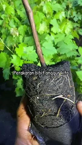 Membalas @minar di anggur kita ada garansi ya. Dan bibit anggur yang dikirim dipastikan mapan akar dan daunnya. Untuk teman-teman yang mau menanam bibit anggur yang manis dan cepat berbuah silahkan cek di keranjang kuning  #anggur #bibitanggur #anggurimport #bibitanggurimport #anggurkita 