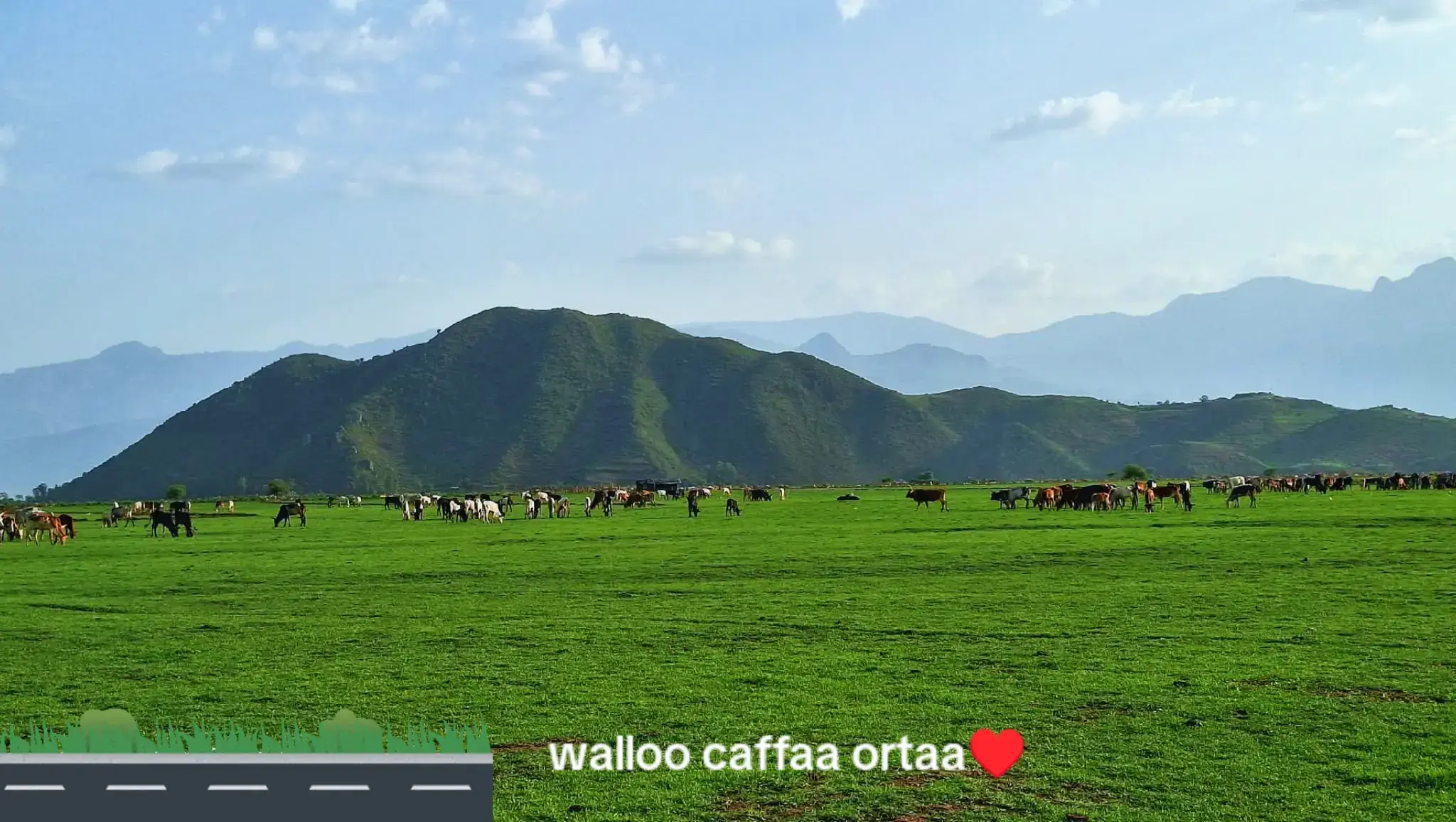 #oromotiktok❤️💚❤️ethiopiantiktok 