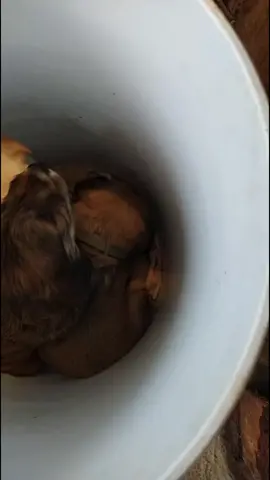 los 3 mosqueperros⭐⭐⭐🫂