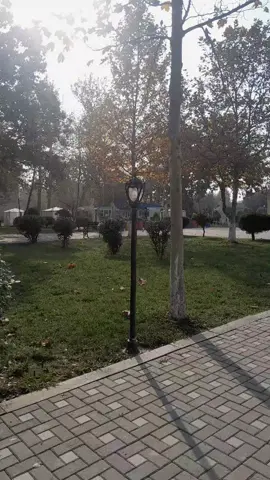 Masallı.)#masallı44 #kşfetbeniönecıkar 