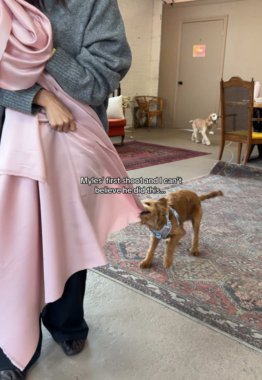 Our shoots look like this because our models are dogs ❤️ #dogmomlife #dogsoftiktok #holidaycountdown #dogs #doggrooming 