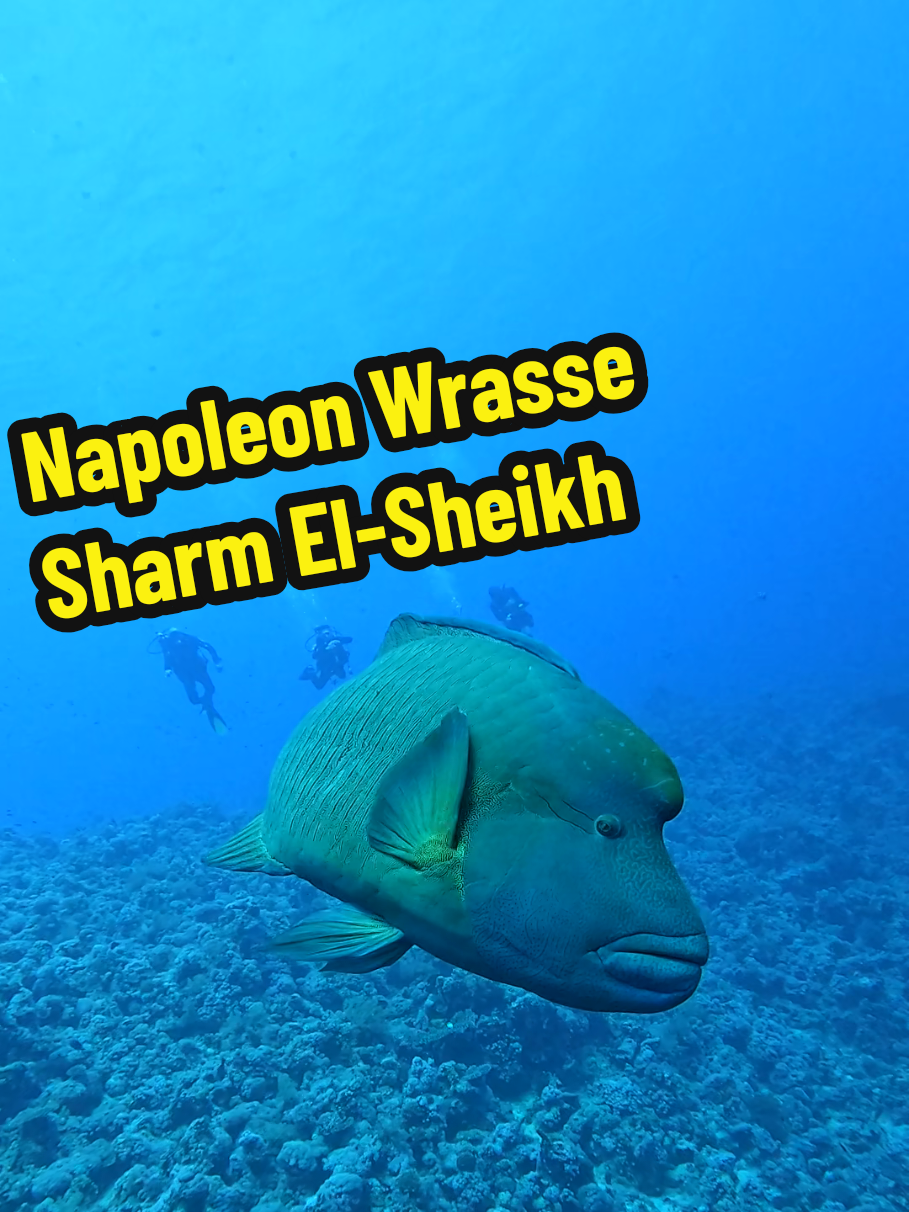 Book your dive now  #sharm_el_sheikh 🏝🐫🌞❤ #red_sea 🌊🐬🐠🏝⛵ #egypt ❤🇪🇬❤ #Ahmed_M_Abdo 😉👌 #padi  😉👌