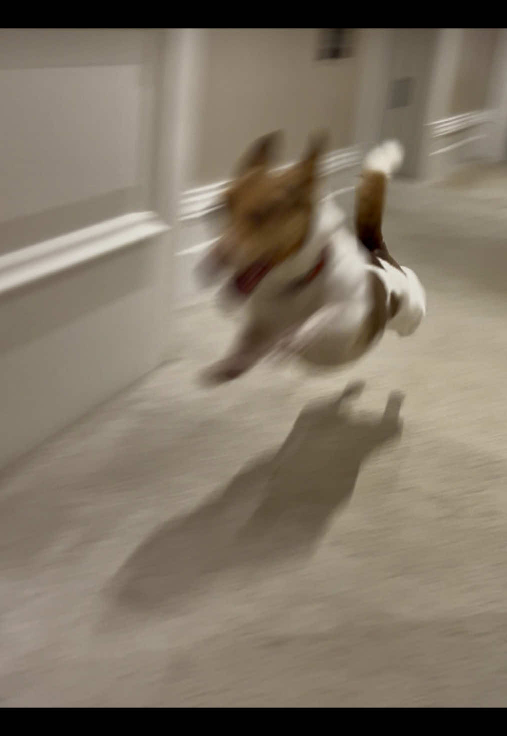 Peppa’s zoomies today (with Buddy :) #jrt #Zoomies #dogzoomies #jackrussell #minijackrussel 