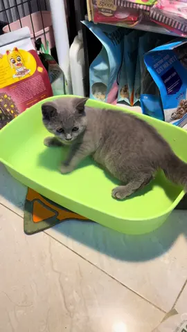 Ê cái cát này vón siêu tốt luôn á 👍👍#catsan #catvesinhchomeo #catsoftiktok #nuoimeo 