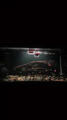 Chill đêm ☺️ #REDFARM #thuysinh #cacanh 