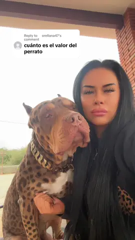 Replying to @️orellana47 #catdog #perrato #lilzbullz 
