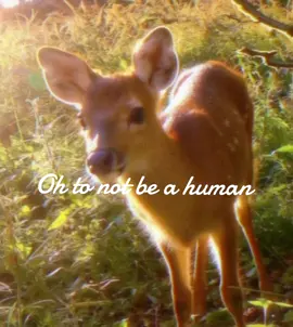 I've always dreamed of being an owl 🦉 wbu?#nature #animals #fyp #aesthetic #viral 