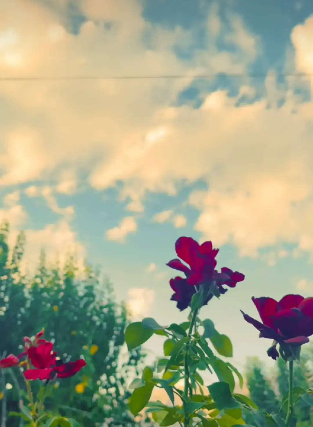 ##keşfet #guzel #çiçekler  #kurtçemuzik #sanatçılar   