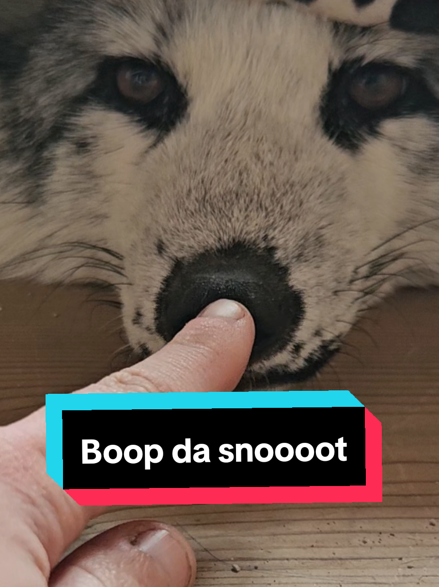 This is the face of someone who wants snacks and zero responsibilities. #petfox #cutepetsoftiktok #boopthenose #foxcore #adorableanimals 