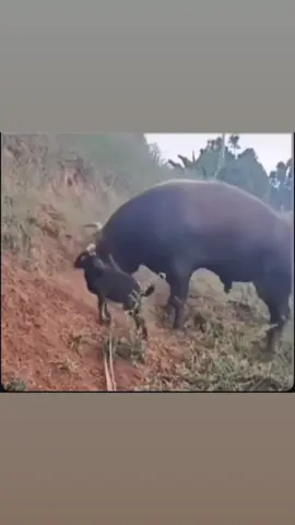 #rancho #memes #humor #viral #typ 