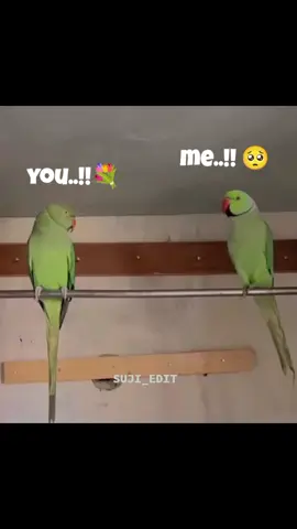 𝐁𝐫𝐎𝐤𝐚𝐍....!!!! 🥺💐🙌🏼❤‍🩹 #brokenheart💔sad_felling😞😞 #thizz_for_you🙌🏻🦋✨ #srilankan_tik_tok🇱🇰 #அன்புஒன்றுதான்அனாதை💔 #trinco_queen👸🤍 