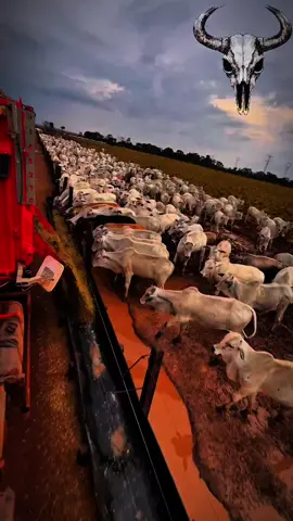 poe moda 🎶 #foryou  #EDITAGRO  #agronaopara💥❤️😍💯🚜🍇  #foryou  #monetizartiktok 