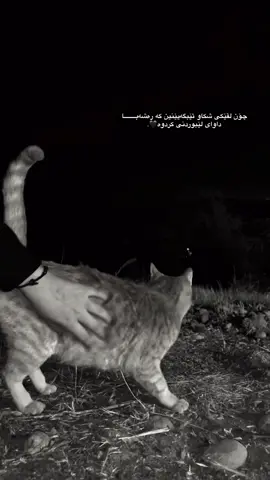 دڵێک کەشکا چاک بونەوەی ئەستەمە🖤😍.#royal #foryou #viral #feypシ #شعب_الصيني_ماله_حل😂😂 