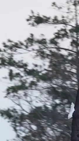 #نشر_أجمل_الفيديوهات_🦅_radwan_alali #متابعه_ولايك_واكسبلور_احبكم #radwan_alali #radwan🦅alali #رضوان 