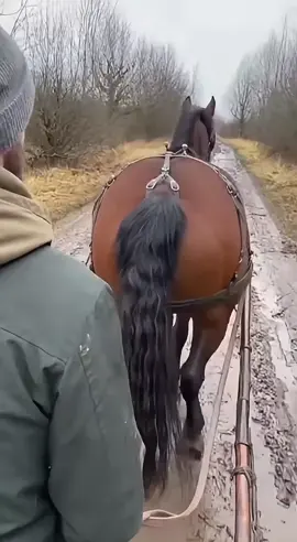 Countryside carriage ride gone wrong! #HorseCarriage #CarriageRide #horse
