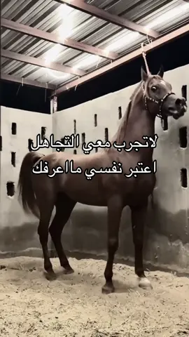 #خيل_وخياله🐎 #viral #fyp #اقتباسات #اكسبلورexplore 