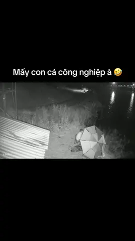 Xem thôi không cười nhé #moicauquynhmai #fishing #cauca #moicauca #chepbonmua 