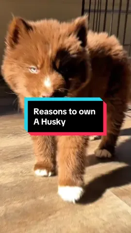 5 Reasons to own a Husky dog #husky #huskylife #huskysoftiktok 
