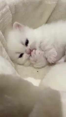 So cute #cutecat #pet #kucing #kitty #funny 