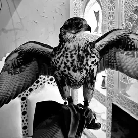 #احذر_الحر_تامر_البدوي  #fyp 