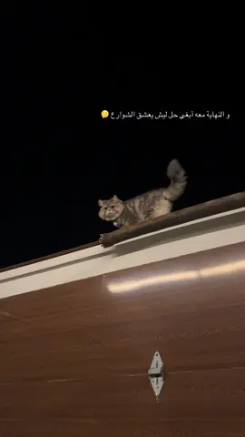 قط للبيع سبب البيع بيجلطني 💔💔#cat #محبين_القطط #fyp #الشعب_الصيني_ماله_حل😂😂 