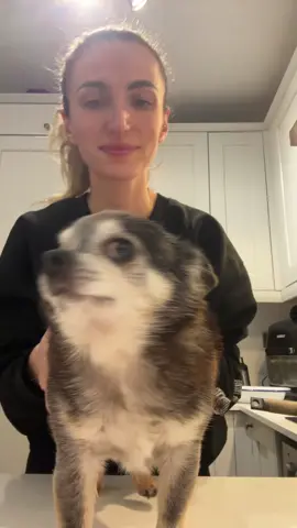 Just me and Snoops having some fun #dog #dogsoftiktok #chihuahuastiktok #chihuahua 