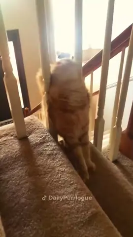 #cat #catsoftiktok #funnycats #catlover 