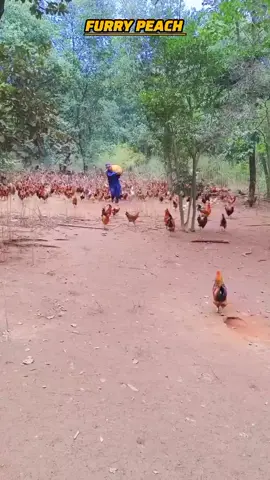 💎 الإمبراطور الصيني للدجاج البلدي: 73 ألف دجاجة، 11 ألف كيلو علف يوميًا! 🐔🌿#دجاج #الصين #زراعة #معلومات #عجائب 