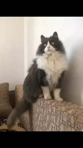 #CapCut #rap #tommy #viral #fyp 