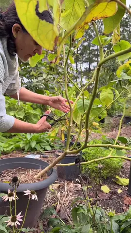Jado lagyo kati kuti thankyeeo aba tree tomato pani greenhouse tira 😊
