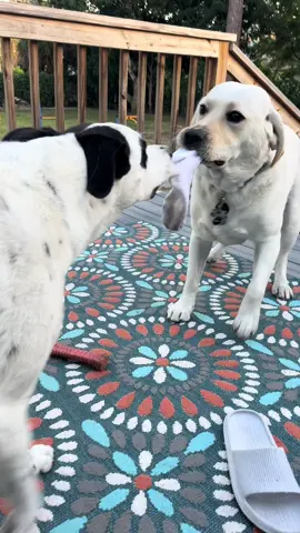 It was a brand new sock too 🧦😅… #sockthief #sockies #funnydogs #lifewithroggie 