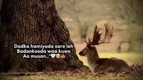 Waa kuwo aa musan..🥺🤍#somaliatiktok #xikmadsomali #somalivibes #motivactionsomali #lifesomali 