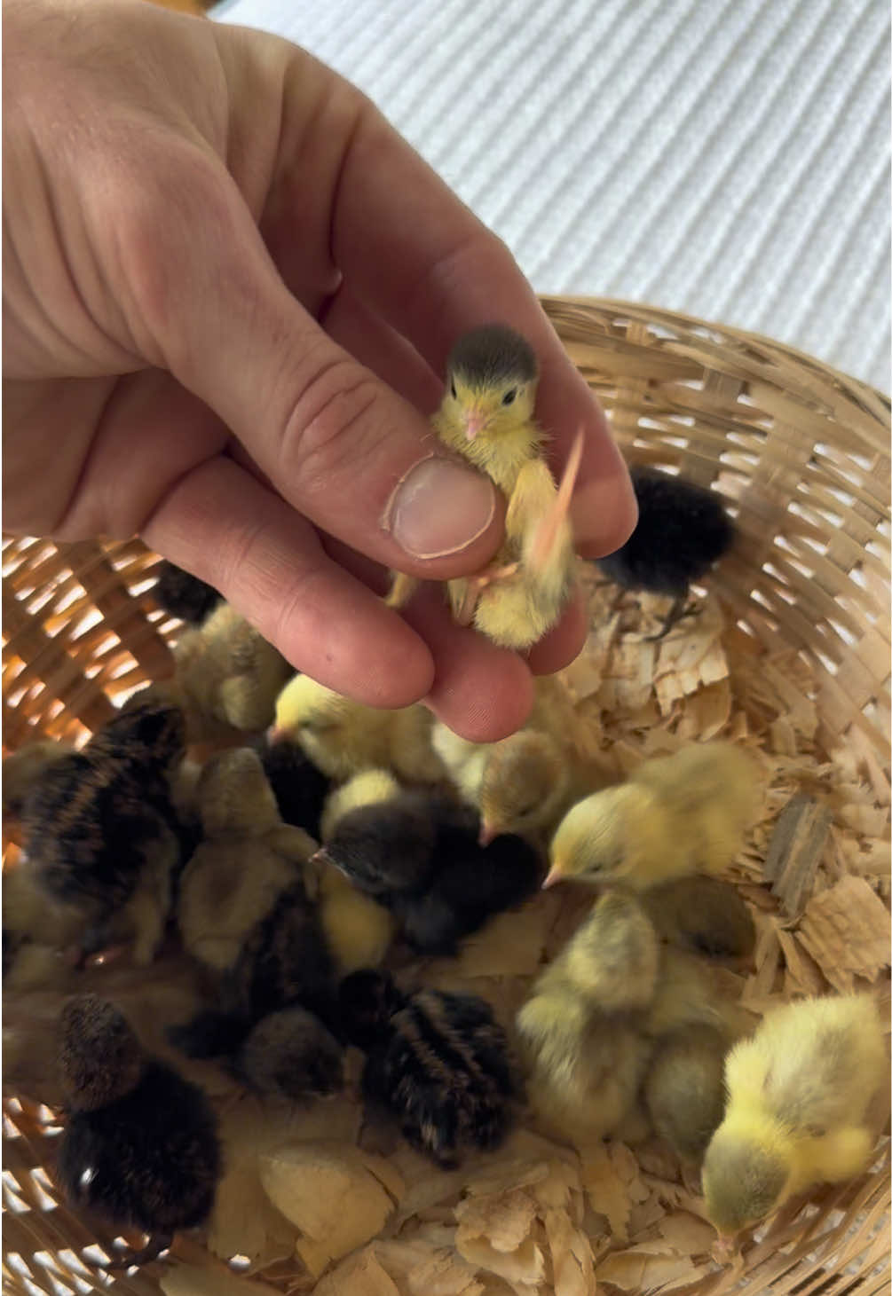 Look at what I woke up to this morning, this basket full of baby buttons 💙🥹 - - - #cutenessoverload #babyanimals #cuteanimals #foryoupage #fyp 