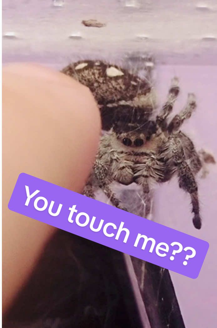 Marceline being my friendo  #spider #jumpingspider #arachnid #regaljumpingspider #phidippusregius 