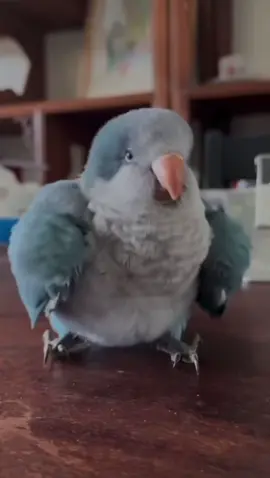 الكويكر الفلَّاوي🐦😂  #طير #ببغاء 