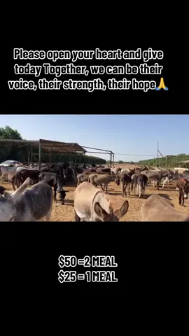 $50 =2 MEAL $25 = 1 MEAL #donkeysanctuary #DonkeyRescue #longears #equestrianlife #donkeylove #minidonkeys #donkeysoftiktok #animalrescue #sanctuarylife #donate 