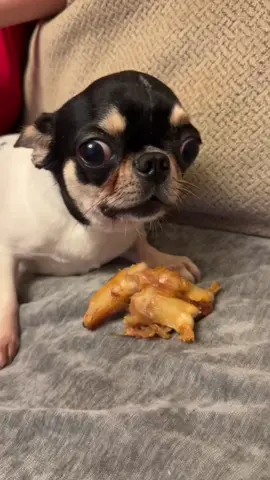 Angry chihuahua #dogsoftiktok #chihuahuastiktok #pet #usa_tiktok #funnymoments 