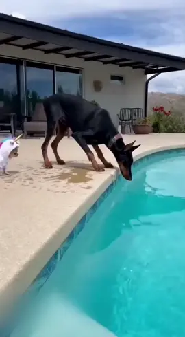 #petlover #chihuahua #unicorn #fyp #doberman