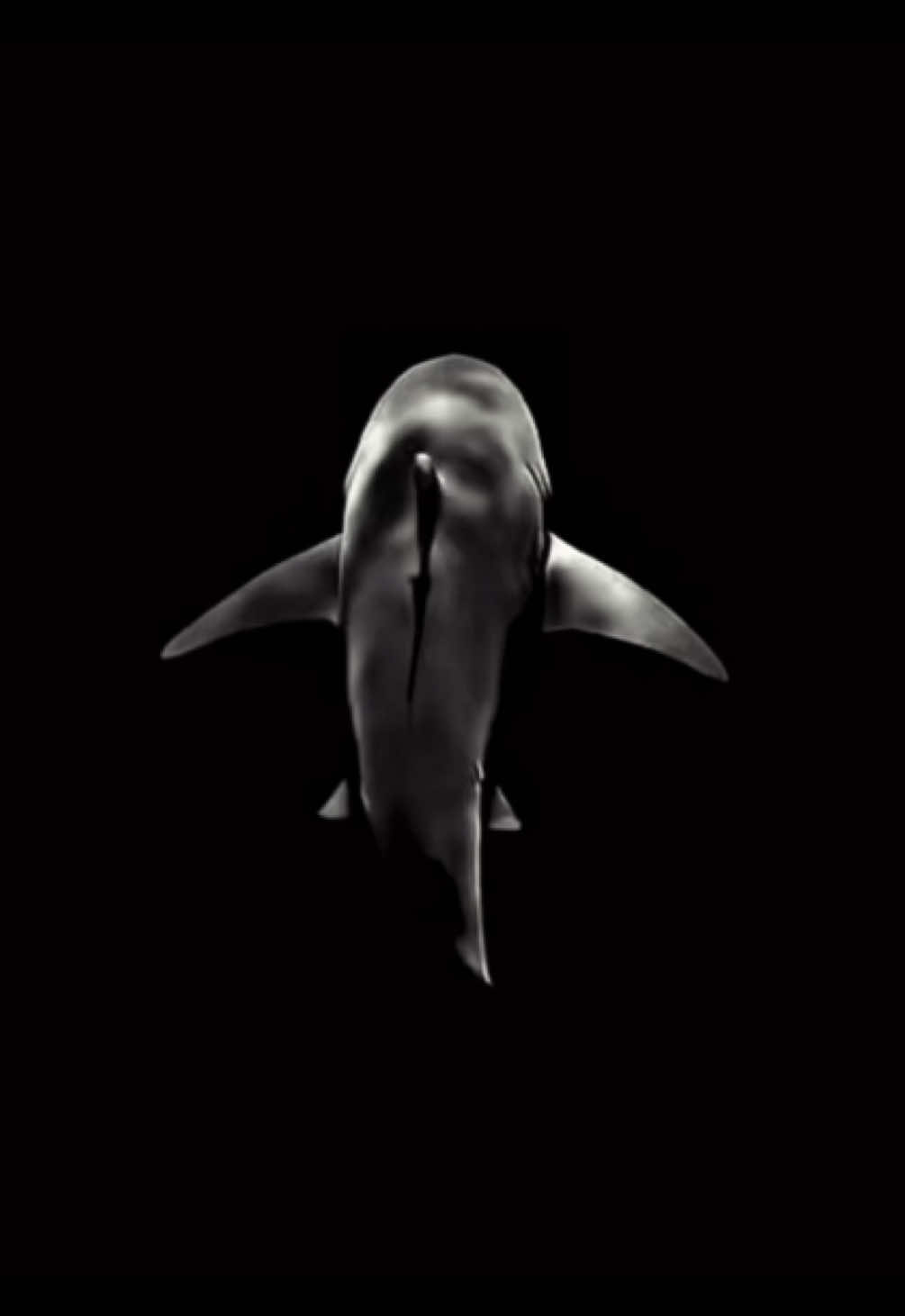 do you know why a shark keeps moving ✌️❤️ #sopranos  #motivation  #mindset #psychologyfacts  #fyp 