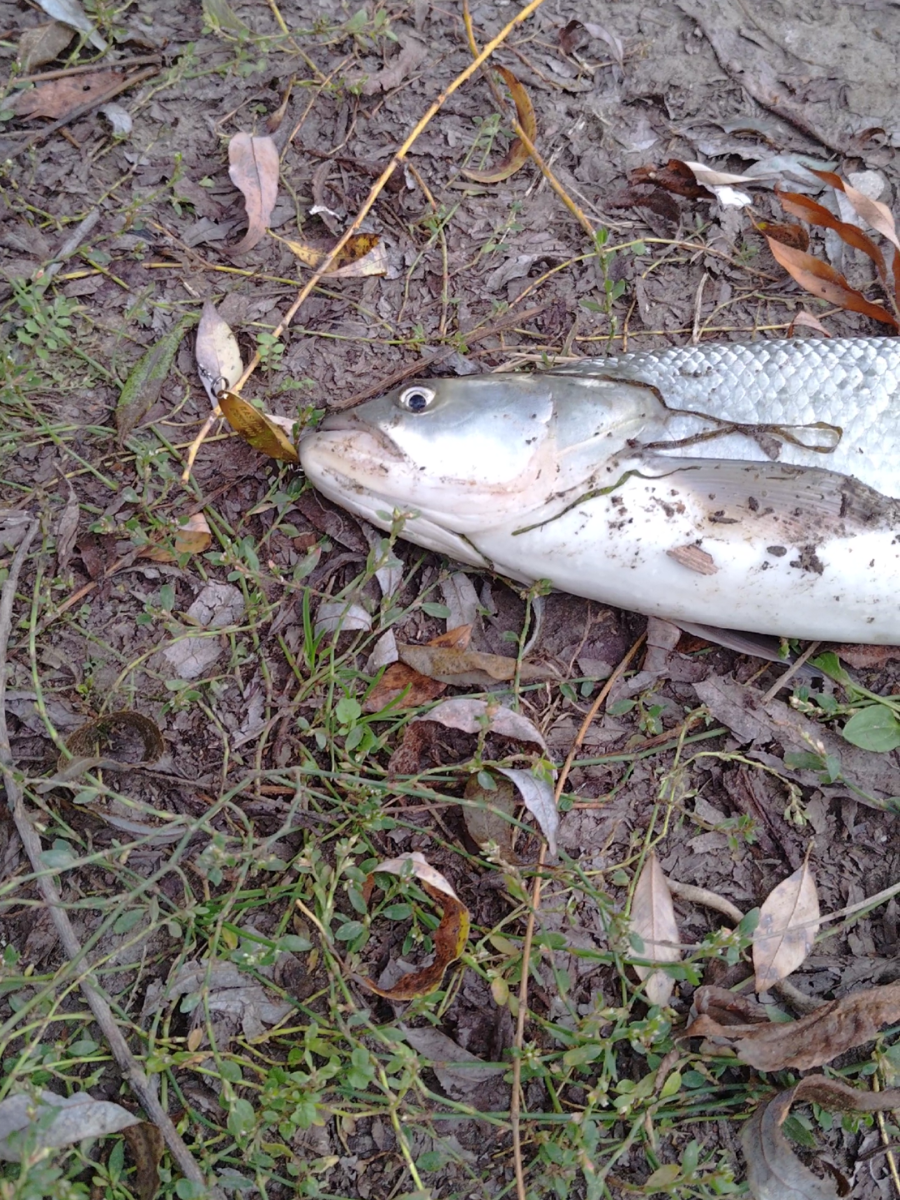 📍Vadul lui Vodă, Plaja (Яма) 💥Fir întins și să aveți parte de capturi frumoase! P.S captura a fost eliberată! #pescuit #bassfishing #travel #moldova #nistru 