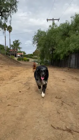 Love having a big yard now! #dogs #dogsoftiktok #fyp