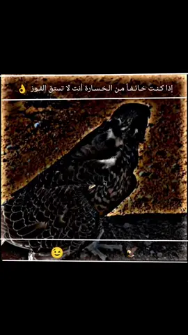 #عبارات_جميلة_وقويه😉🖤 #تصميمي🎬 #تصميم_فيديوهات🎶🎤🎬 #عباراتكم_الفخمه📿📌 #تصاميمي 