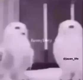 اذا قد الرياجيل يحكون ما تقدم على الشيبان يا جعلك البلا😠#fyp 