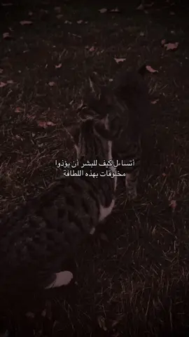 غريبه💔#قونيا________________قونيا😌💙 #تصويري 