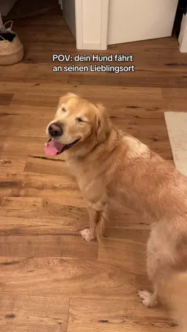 Oma & Opa sind die allerbesten 😍 #goldenretriever #hundevideos #hunde 