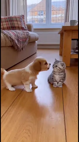 Cheeky puppy quickly learns his lesson😂😏#viral #viralvideo #fyp #foryoupage #foryou 