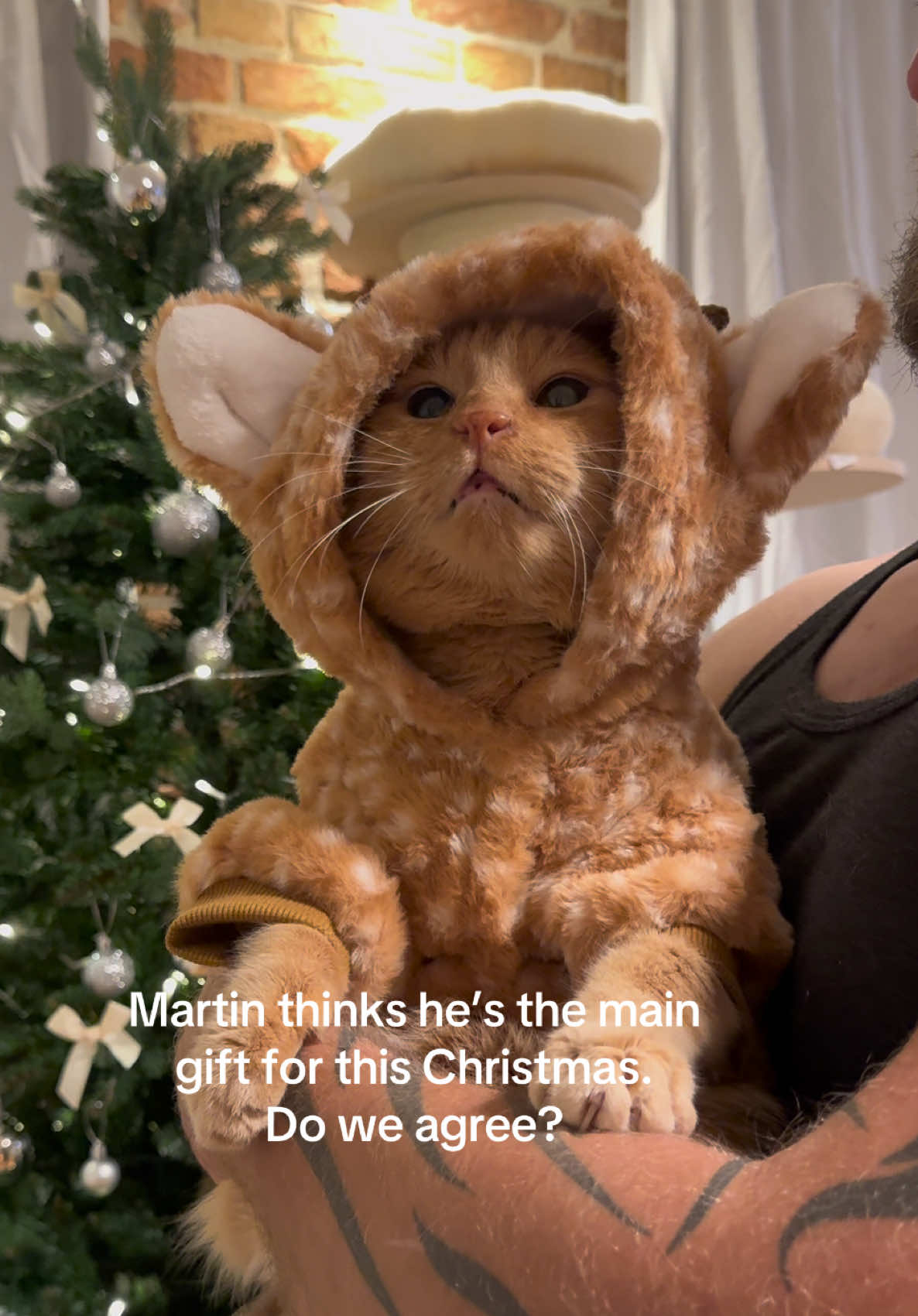 From street cat to chunky Christmas reindeer. His second Christmas with a family that finally loves him 🦌🧡 If you’d like to support Martin - our chronically ill little guy who needs daily medication - the link is in my bio 🧡 #foryou #foryoupage #rescueanimals #orangecats #christmas 