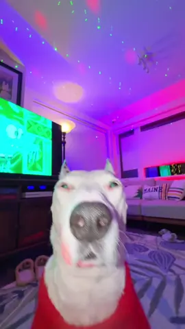 Portland’s most lit apartment #portlandmaine #portland #maine #apartment #party 