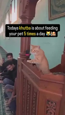 #catlovers #feedcats #feedstraydogs #feedstrayanimals #feedstraycats