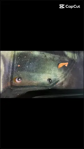 ⚡️#Egy igazán problémás belső tér érkezett ma hozzánk: penész a lábtérben, foltos ülések és minden felületen finom porréteg. Jöhet a kihívás! A teljes utasteret mélytisztítottuk, fertőtlenítettük, majd bőr- és műanyagápolást kapott. Az ajtók zárógumijait is kezeltük, hogy újra rugalmasak és ápoltak legyenek. Az eredmény: tiszta, friss, újszerű belső tér – pont ahogy az autó megérdemli.   🚗🚗. Ha a te autódra is ráfér egy hasonló törődes írj PM📩 #volvo #autokozmetika 